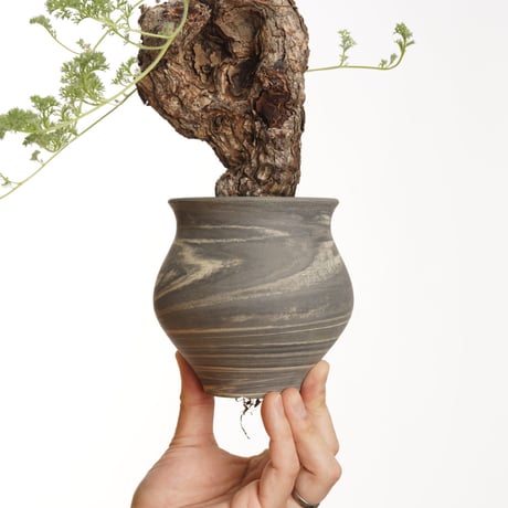 Pelargonium  triste ×Tomoharu Nakagawa植木鉢【発根済み】〈幹幅9.8cm〉