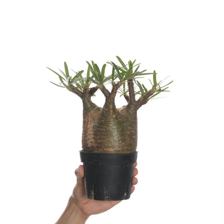 Pachypodium rosulatum var. gracilius   【発根済み】〈幹幅10.8cm〉
