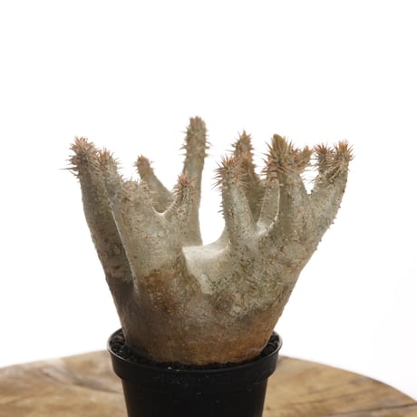 Pachypodium horombense【発根済み】〈幹幅11.8cm〉