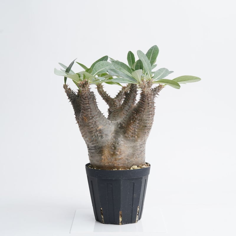 Pachypodium makayense【発根済み】〈幹幅10.2cm〉 | QSPLANT