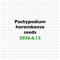 【6.15 採種】 Pachypodium horombense 種子10粒/30粒