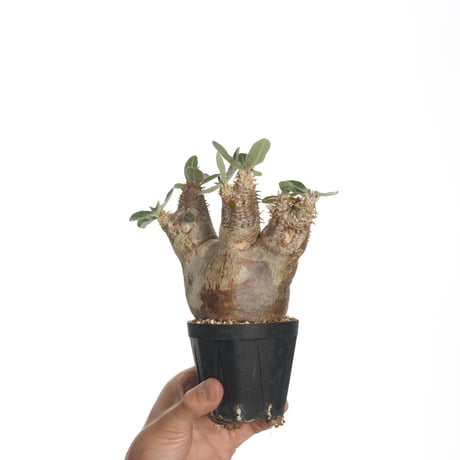 Pachypodium eburneum【発根済み】〈幹幅10.3cm〉