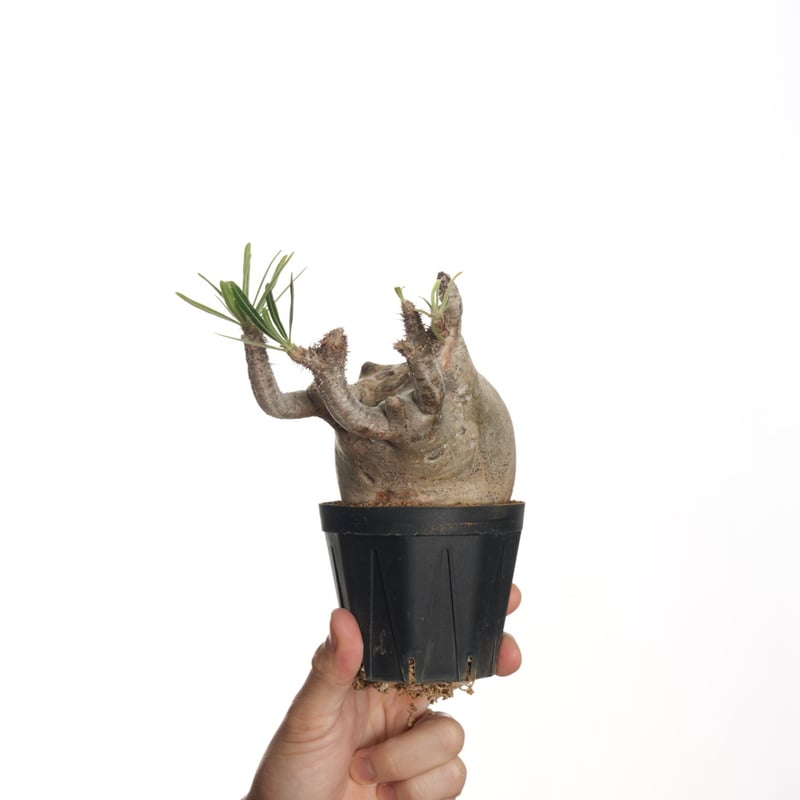 Pachypodium rosulatum var. gracilius 【発根済み】〈幹