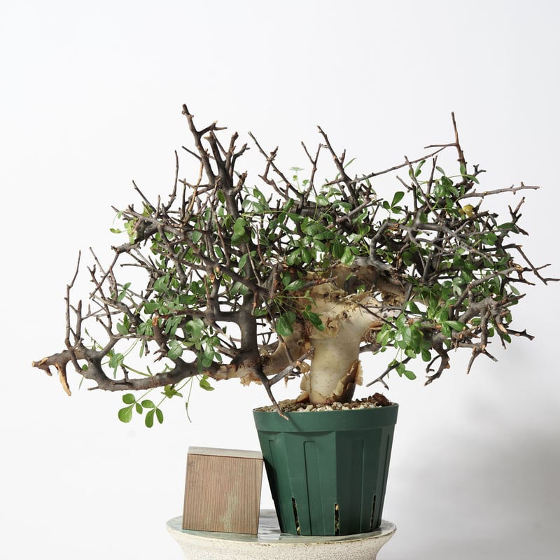 Commiphora kataf 〈幹幅4.2cm〉 | QSPLANT