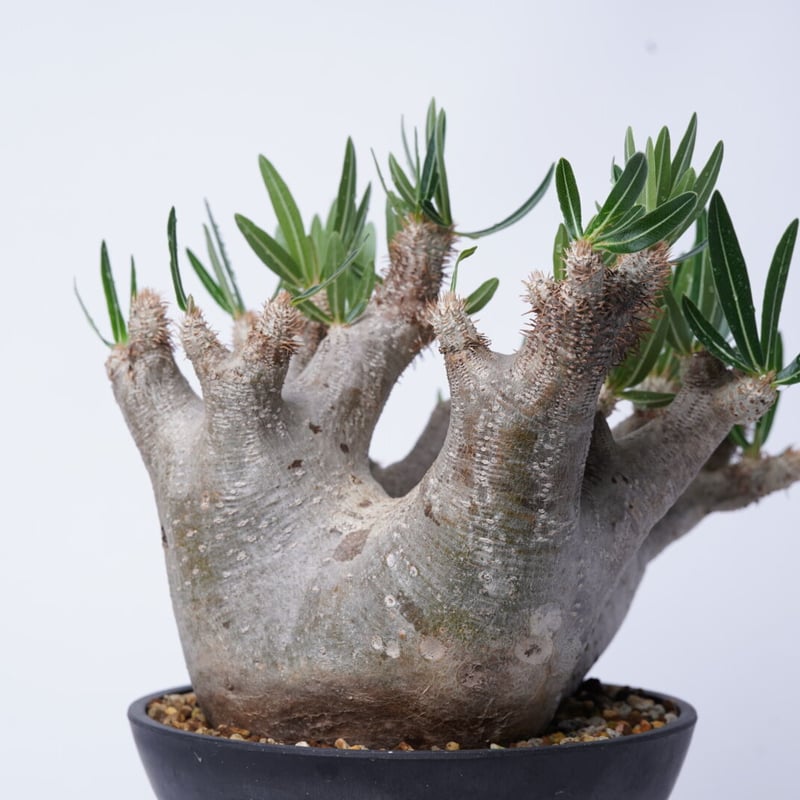 Pachypodium rosulatum var. inopinatum 〈幹幅15.2cm