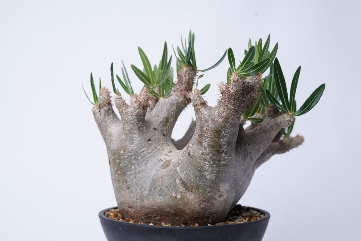 Pachypodium rosulatum var. inopinatum 〈幹幅15.2cm