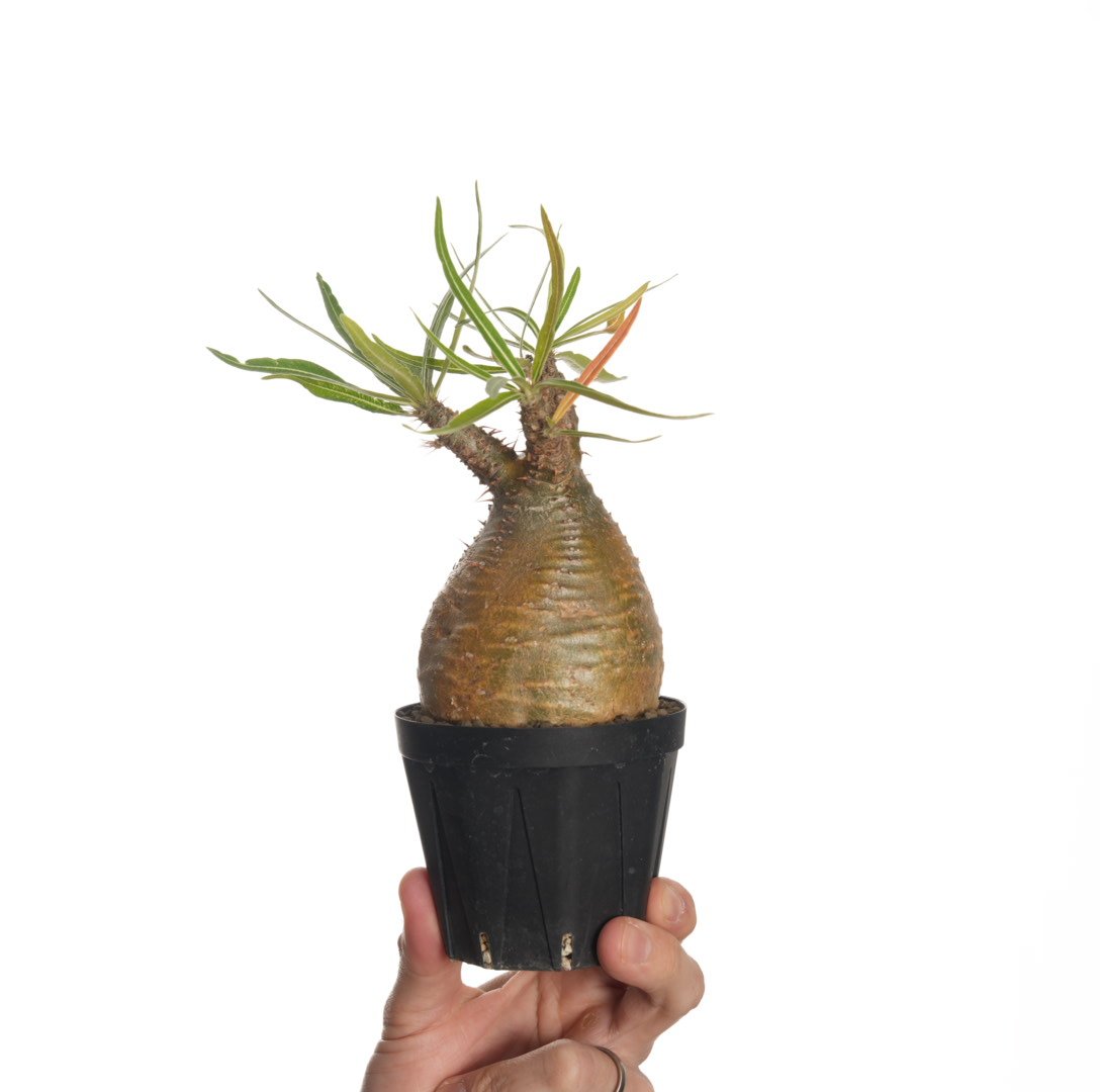 yellow》 Pachypodium rosulatum var. gracilius