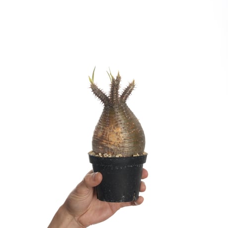 Pachypodium rosulatum var. gracilius   【発根済み】〈幹幅8.8cm〉