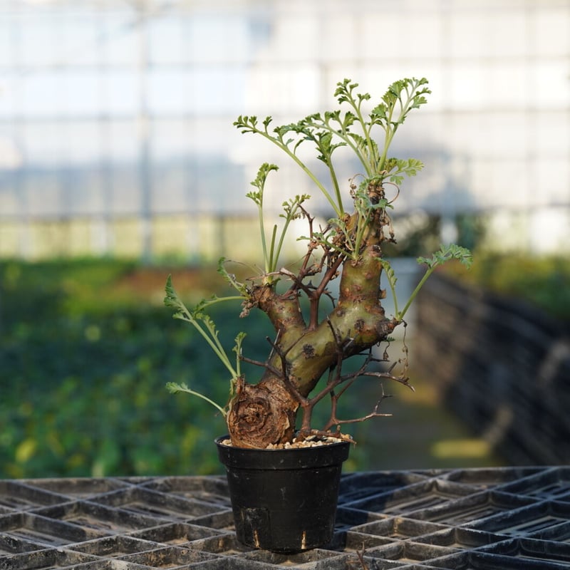 Pelargonium crithmifolium 【発根済み】 〈幹幅3.6cm〉 | 