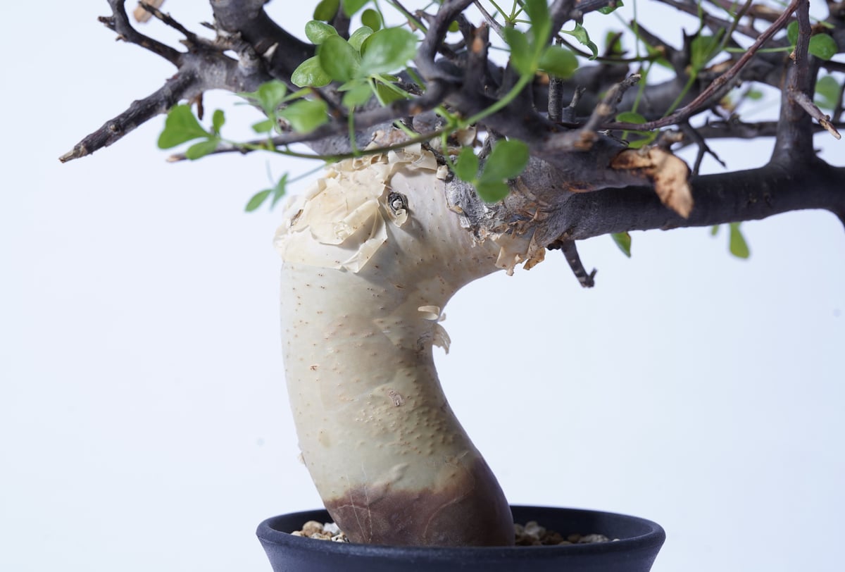 Commiphora kataf 〈幹幅3.4cm〉 | QS PLANT