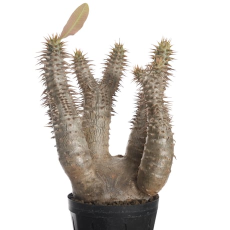 Pachypodium horombense【発根済み】〈幹幅7.8cm〉