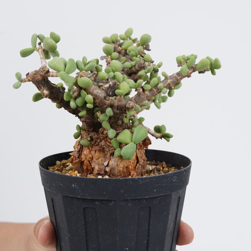 【国内採種】Ceraria Pygmaea seeds 新鮮種子50粒 国内採種】Ceraria Pygmaea seeds 新鮮種子50粒