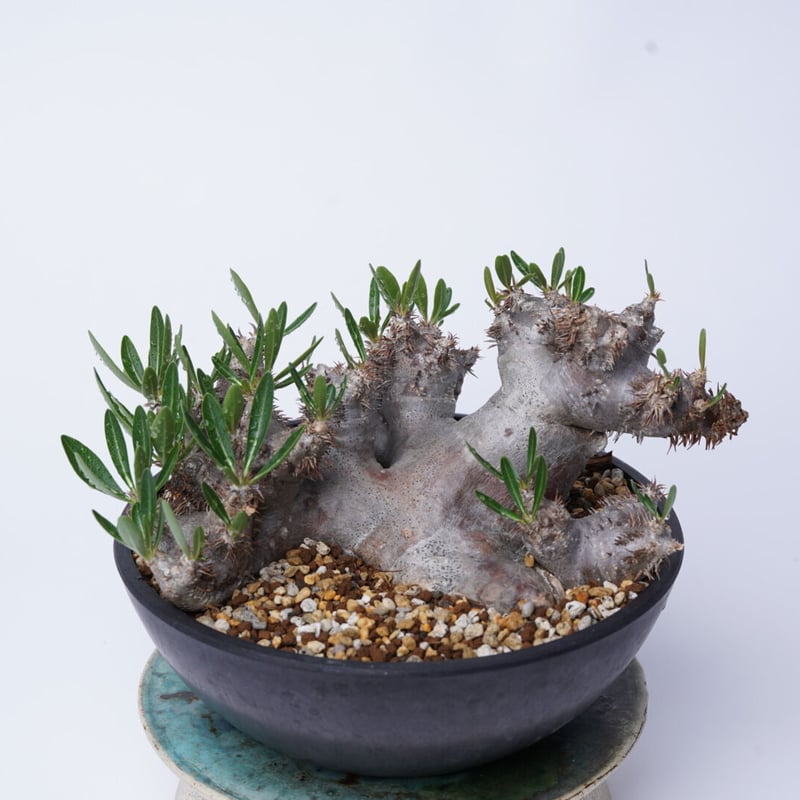 Pachypodium densiflorum var. brevicalyx | QSPLANT