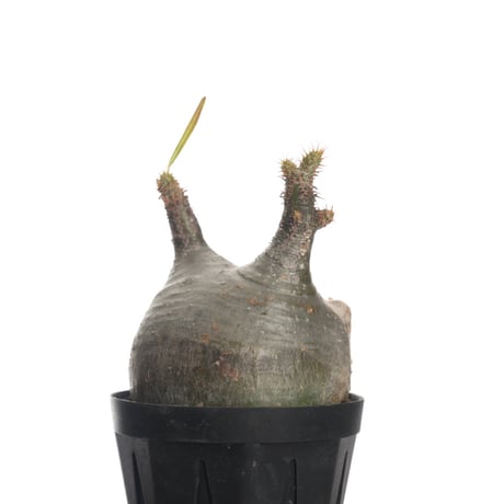 Pachypodium rosulatum var. gracilius   【発根済み】〈幹幅7.9cm〉
