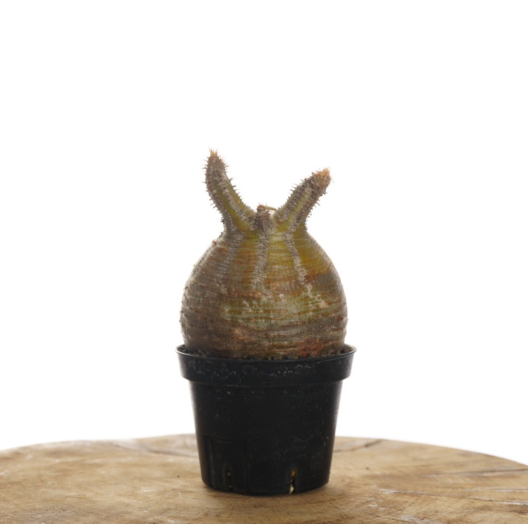 Pachypodium rosulatum var. gracilius 【発根済み】〈幹