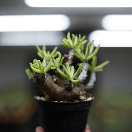 《ｷｭｰｴｽ ﾉ ｿｳｺｲﾁ5 ｵﾝﾗｲﾝ》Tylecodon pearsonii 【発根済み】〈幹幅5.3cm〉 no.3