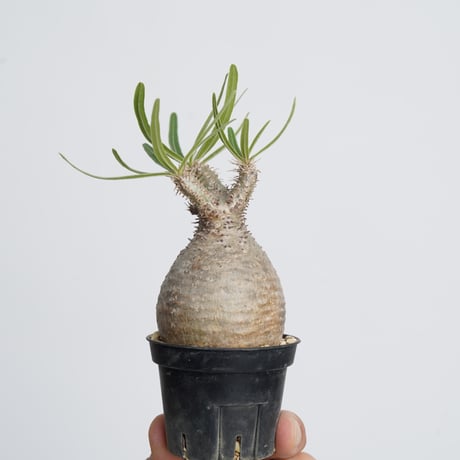 Pachypodium rosulatum var. gracilius   【発根済み】〈幹幅5.2cm〉