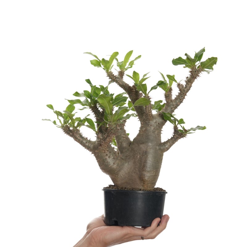 発根済 パキポディウム グラキリス ［ NO⑥マダガスカル 現地株 / ］ Amazon.co.jp: マダガスカル現地株 パキポディウム グラキリス