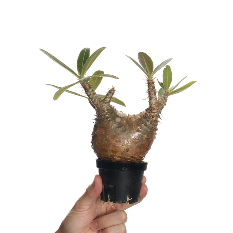 パキポディウム・カクチペス Pachypodium var. cactipes