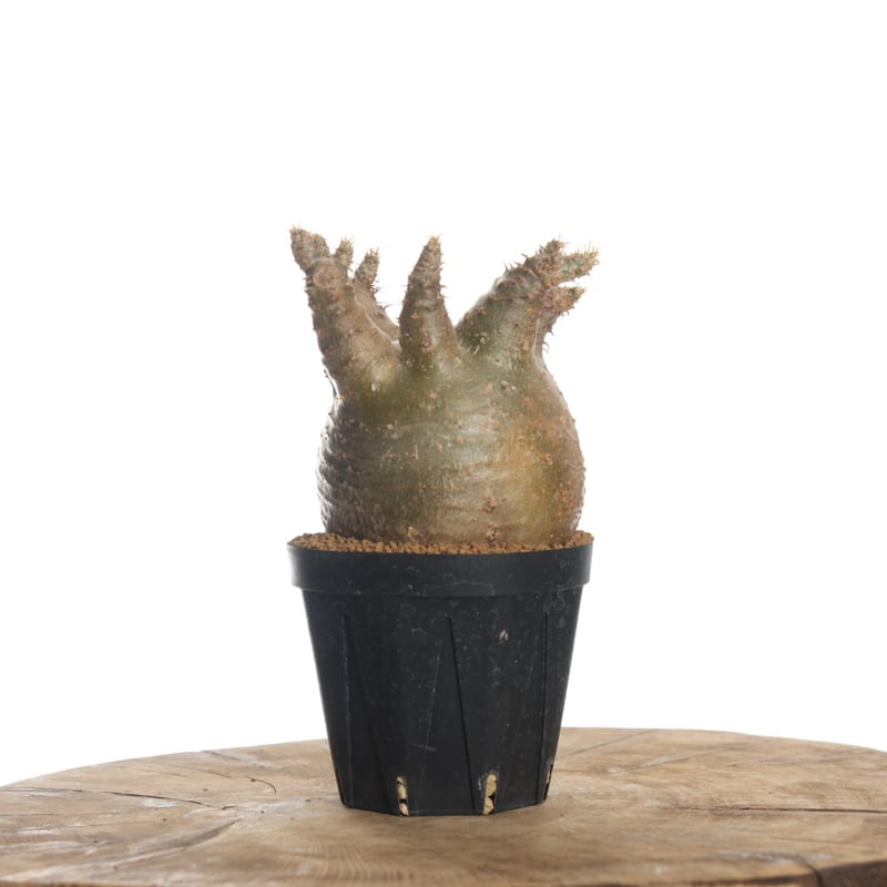 Pachypodium rosulatum var. gracilius 【発根済み】〈幹