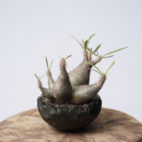 Pachypodium rosulatum var. gracilius   × Tomoharu Nakagawa植木鉢 【発根済み】〈幹幅15.1cm〉