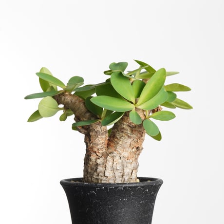 ユーフォルビアイトレメンシス | STORES