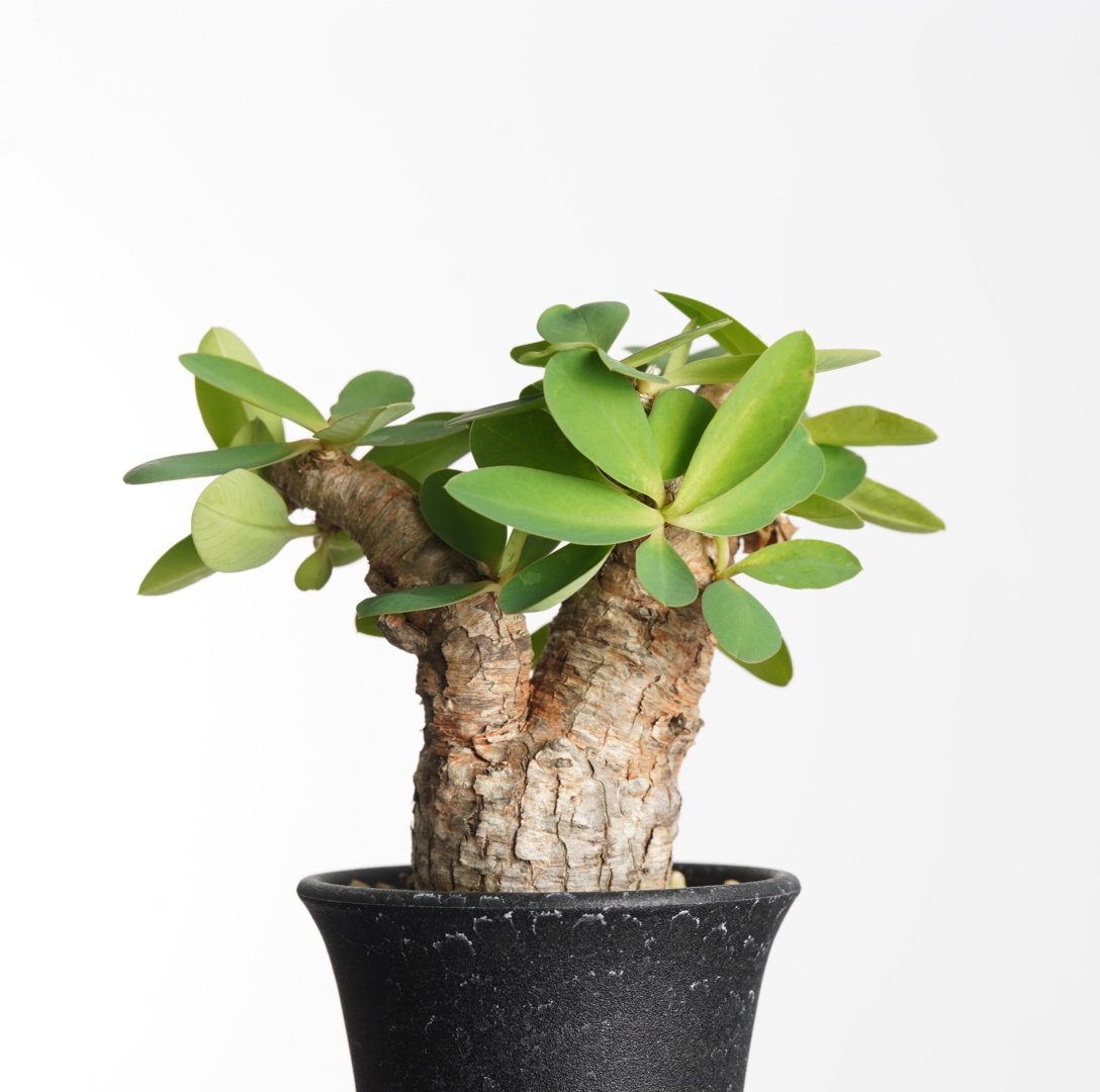 【現地球／発根済】ユーフォルビア　イトレメンシス　ODDROOTS管理株 Euphorbia itremensis 【発根済み】〈幹幅4.5cm〉 | QSPLANT