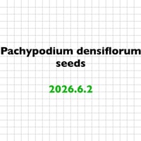 【6.2 採種】 Pachypodium densiflorum 種子10粒/30粒/100粒