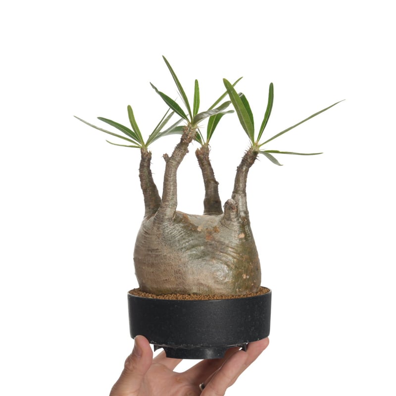 その他 MEDICOM TOY - Pachypodium rosulatum var. gracilius Amazon.co.jp: MEDICOM TOY × BOTANIZE 植物フィギュア, グロス