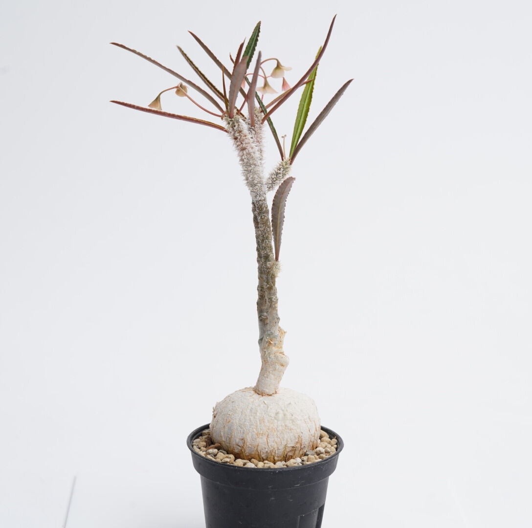 ユーフォルビア ワリンギアエ 発根済 ワリンギアエ 塊根植物