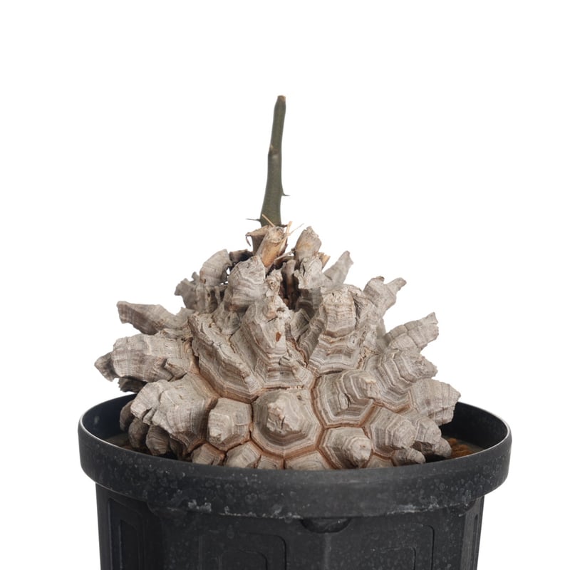 Dioscorea Elephantipes 亀甲竜【発根済み】〈幹幅17.5cm〉 | QS