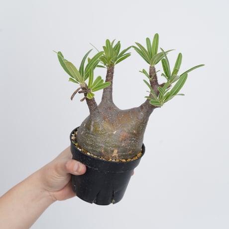 Pachypodium rosulatum var. gracilius   【発根済み】〈幹幅9.9cm〉