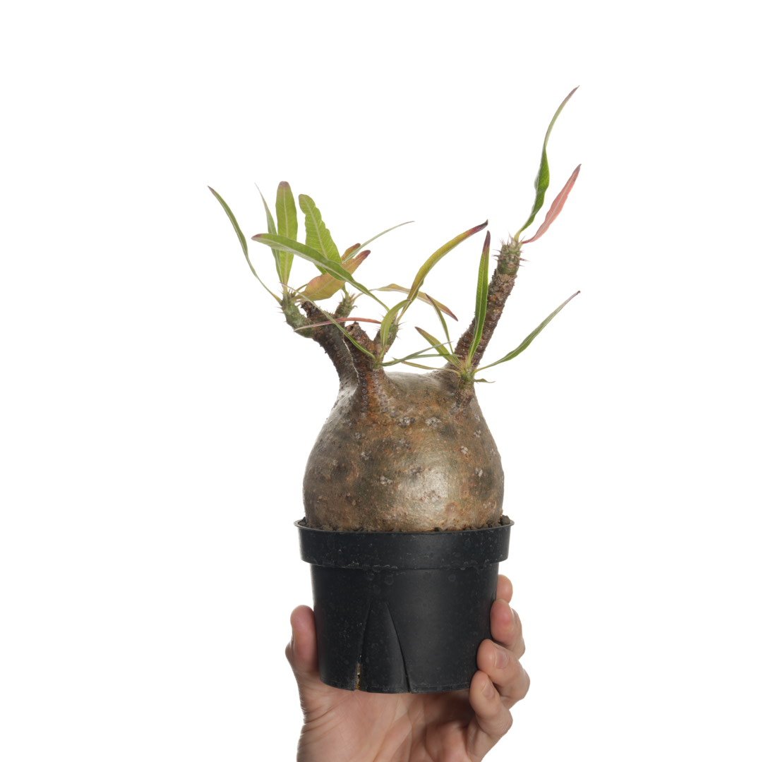 Pachypodium rosulatum var. gracilius 【発根済み】〈幹