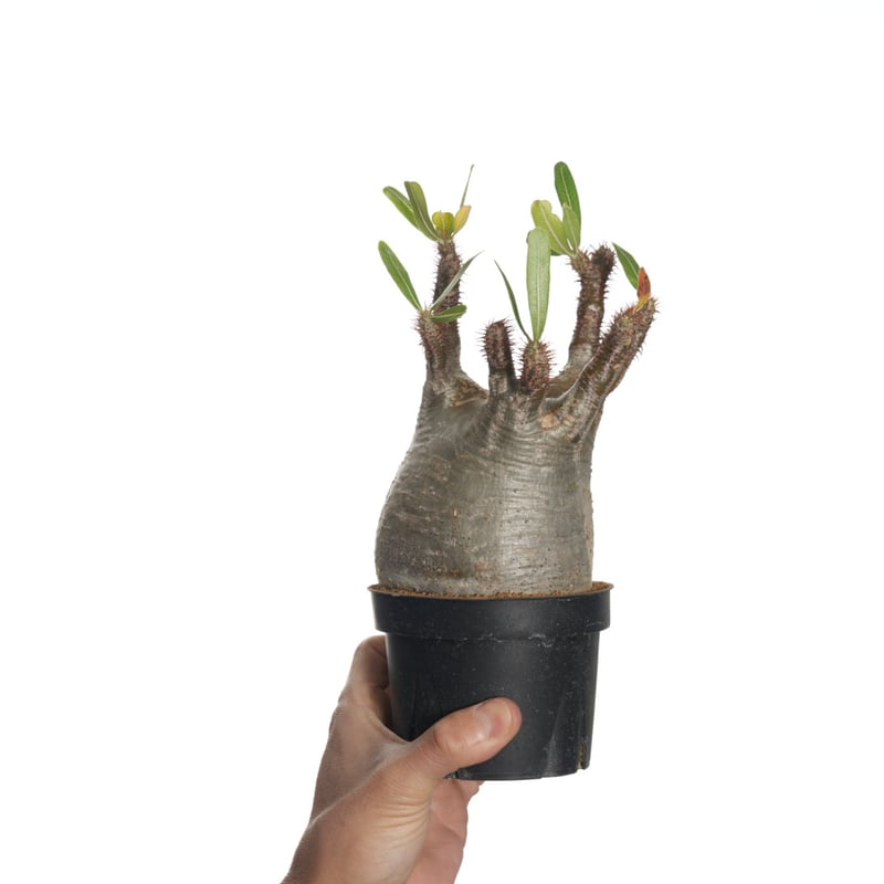 Pachypodium rosulatum var. gracilius 【発根済み】〈幹