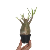 Pachypodium rosulatum var. gracilius 綴化【発根済み】〈幹幅7.0cm〉
