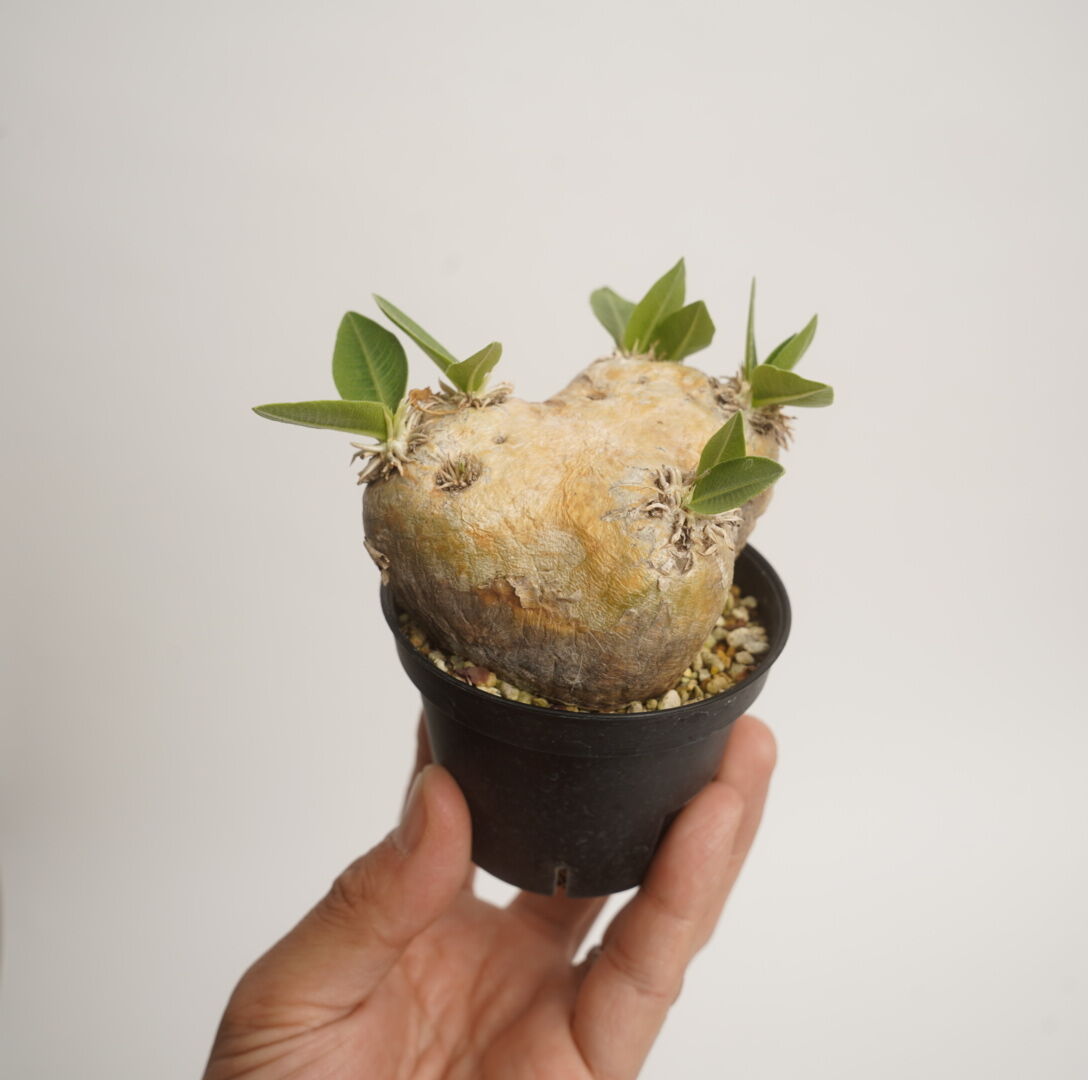 パキポディウム 恵比寿笑い Pachypodium brevicaule ⑦ Pachypodium brevicaule パキポディウム 恵比寿笑い | 品種紹介