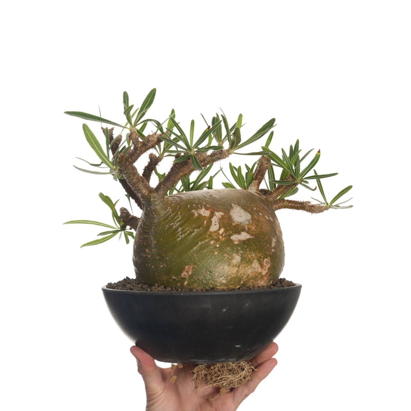 Pachypodium rosulatum var. gracilius 【発根済み】〈幹