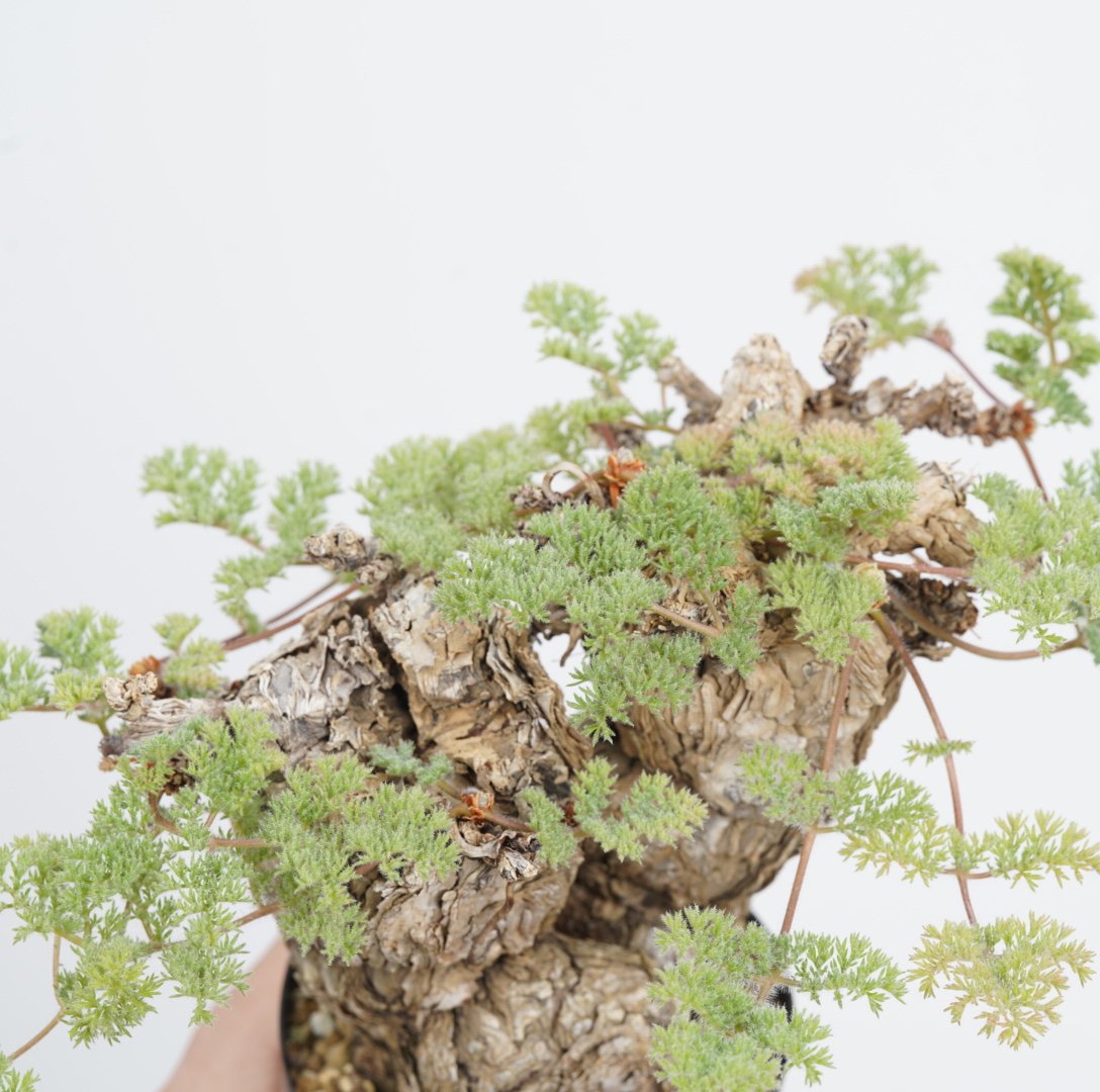 Pelargonium triste【発根済み】〈幹幅9.6cm〉 | QSPLANT Pelargonium triste【発根済み】〈幹幅9.6cm〉 | QSPLANT