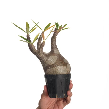 グラキリス ベアルート 現地球 ファイナルラストサマーセール品_12 リンクサイド：さえルカ「海外選手からの日本ペアの評価は