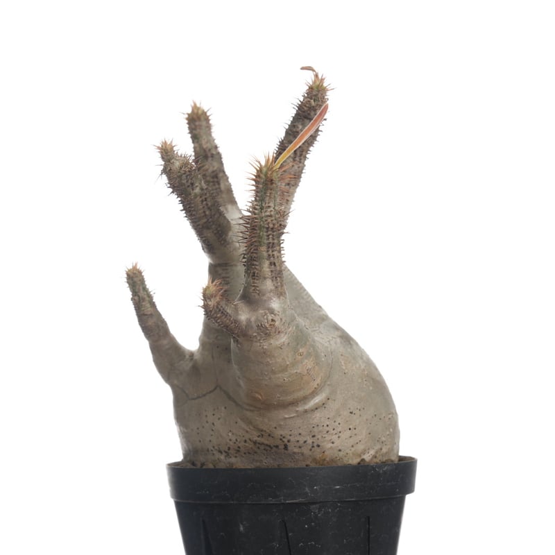 Pachypodium rosulatum var. gracilius 【発根済み】〈幹