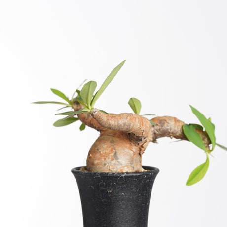 【現地球／発根済】ユーフォルビア　イトレメンシス　ODDROOTS管理株 現地球／発根済】ユーフォルビア イトレメンシス ODDROOTS管理株 現地