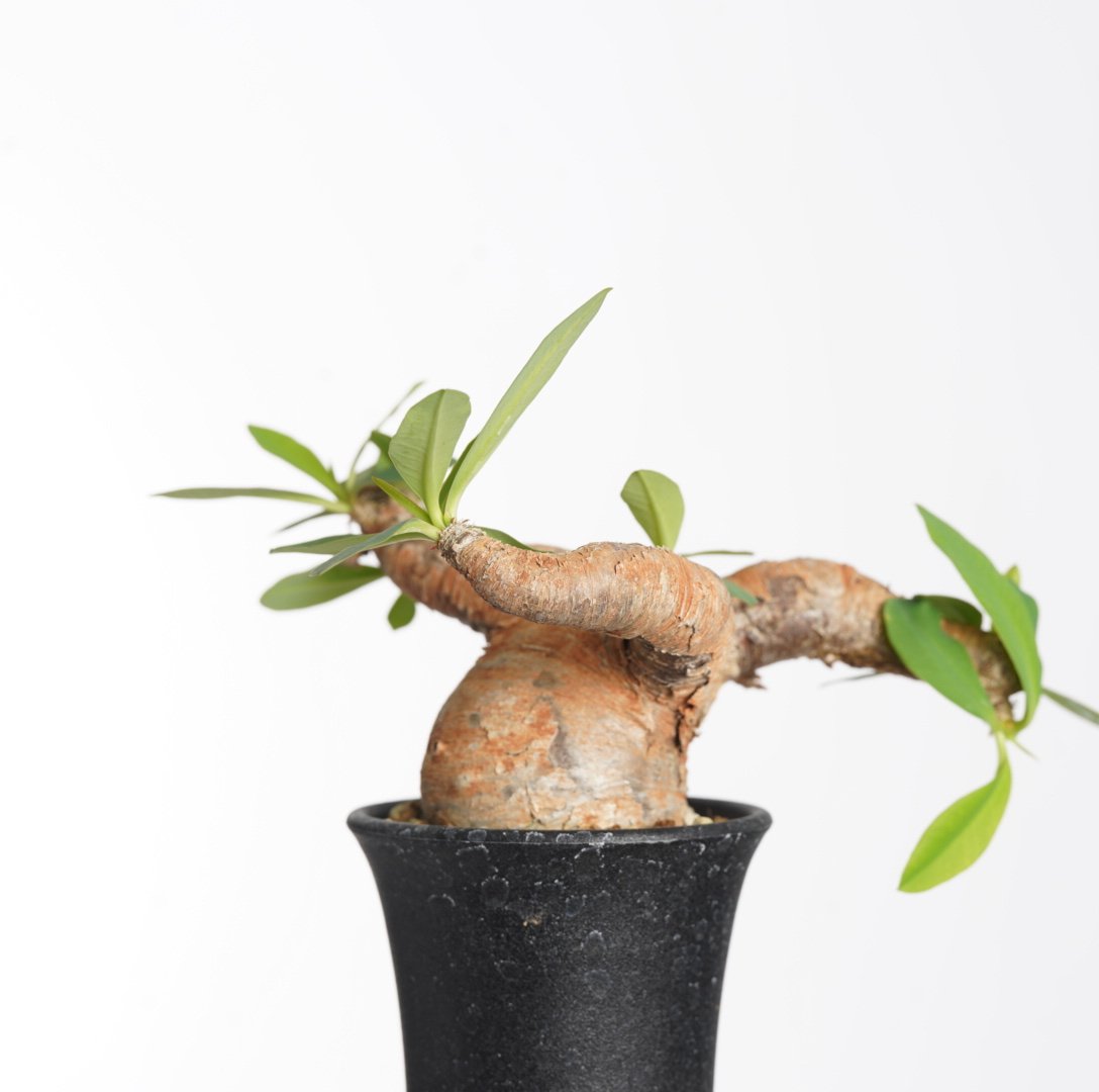 Euphorbia itremensis 【発根済み】〈幹幅4.5cm〉 | QSPLANT