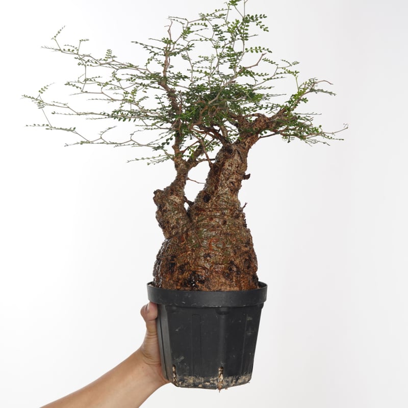 Operculicarya pachypus 三頭 国内根挿し育成 陶器鉢付き