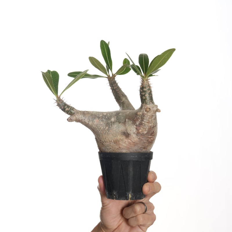 n*3様 Pachypodium makayense パキポディウム　マカイエン Pachypodium makayense【発根済み】〈幹幅12.1cm〉 | QSPLANT