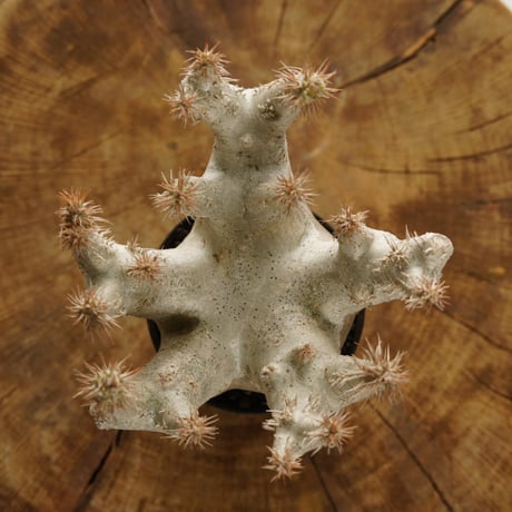 Pachypodium horombense【発根済み】〈幹幅11.8cm〉