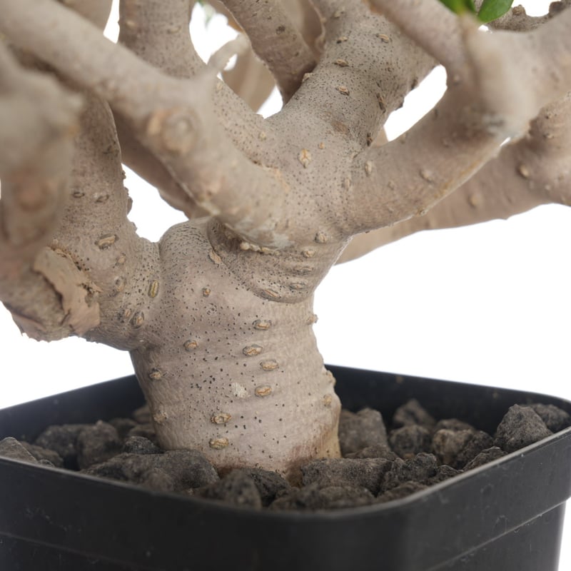 Othonna furcata 【発根済み】〈幹幅3.9cm〉 | QSPLANT