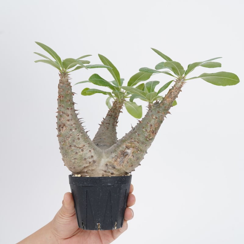 Pachypodium makayense【発根済み】〈幹幅8.4cm〉 | QS PLANT