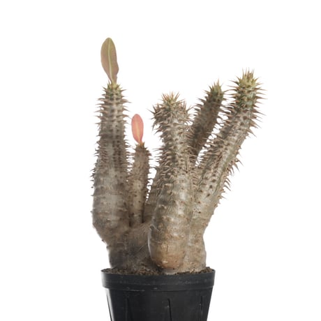 Pachypodium horombense【発根済み】〈幹幅7.8cm〉