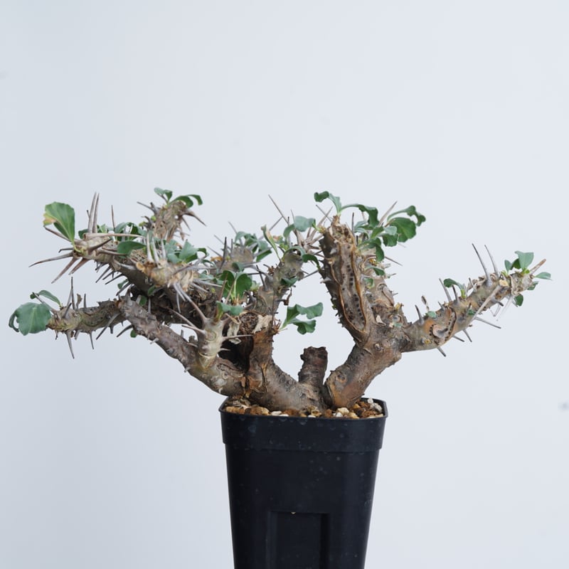 Monsonia crassicaulis【発根済み】〈幹幅4.2cm〉 | QSPLANT Monsonia crassicaulis【発根済み】〈幹幅4.2cm〉 | QSPLANT