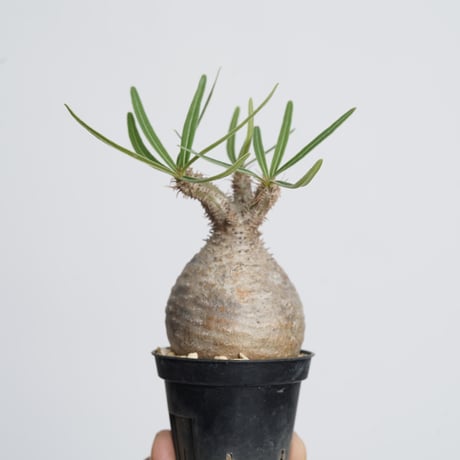 Pachypodium rosulatum var. gracilius   【発根済み】〈幹幅5.2cm〉
